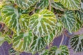 Begonia cv. Silver Jewell leaf.