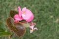 Pink Begonia dichotoma jacquin Royalty Free Stock Photo
