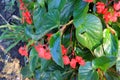 Begonia `Dragon Wing Red`, Red Cane Begonia