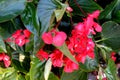 Begonia `Dragon Wing Red`, Red Cane Begonia