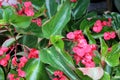 Begonia `Dragon Wing Red`, Red Cane Begonia