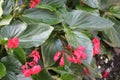 Begonia `Dragon Wing Red`, Red Cane Begonia Royalty Free Stock Photo