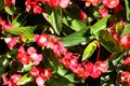 Begonia `Dragon Wing Red`, Red Cane Begonia