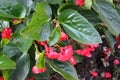 Begonia `Dragon Wing Red`, Red Cane Begonia Royalty Free Stock Photo