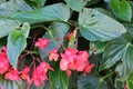 Begonia `Dragon Wing Red`, Red Cane Begonia