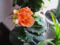 Begonia Elatior, beautiful soft pink flower