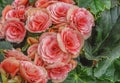 Begonia Elatior Berseba. Pink flowers for patio  garden  balkon  park  home. Top view Royalty Free Stock Photo