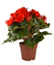 Begonia Elatior gemengd