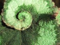 begonia escargot closeup. Rex begonias Royalty Free Stock Photo
