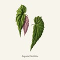 Begonia Falcifolia found in 1825-1890 New and Rare Beautiful-Leaved Plant illustration