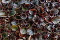 Begonia Fibrous Plants