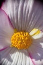 Begonia flower