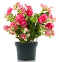 Begonia flower Royalty Free Stock Photo