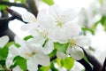 Begonia flowers hang all over the branches.