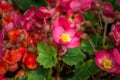 Begonia flower are blooming in the garden Royalty Free Stock Photo