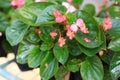 Begonia flower in the garden