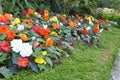 Begonia flower Garden