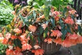 Begonia flower in the garden Royalty Free Stock Photo