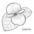 Begonia flower in hand drawn style isolated on white background