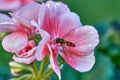 Begonia flower with hover fly, closeup Royalty Free Stock Photo