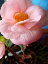 Begonia Flower