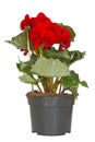 Begonia flower in a pot Royalty Free Stock Photo