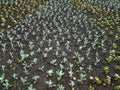 Begonia flowerbed