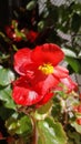 Begonia flowers Royalty Free Stock Photo