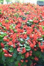 Begonia Flowers