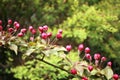 The garden is full of the vigour of springtime Royalty Free Stock Photo