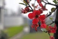 Begonia flowers