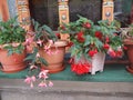 Begonia folwer collection at my corridors which are bloming really beautiful Royalty Free Stock Photo