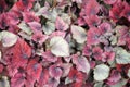Begonia, a genus of perennial flowering plants in Begoniaceae family. Royalty Free Stock Photo
