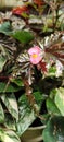 Begonia Clasic from Sinjai
