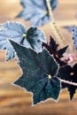 Begonia is a genus of perennial flowering plants in the family Begoniaceae. Begonia flowers with dark velvet leafs on wooden backg