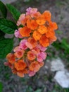 Begonia grandis