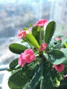 Begonia hybrida in sunlight