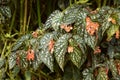 Begonia leaf