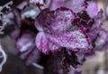 Begonia leaf purple silver