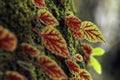 Begonia leaf on the rockwall