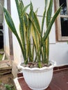 a sanseviera flower placed on a white pot