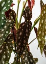 Begonia Maculata in flowerpot with white background  close up view Royalty Free Stock Photo