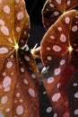 Begonia maculata plant on black background. Trout begonia leaves with white dots and metallic shimmer, close up Royalty Free Stock Photo