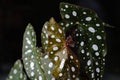 Begonia maculata plant on black background. Trout begonia leaves with white dots and metallic shimmer, close up. Spotted begonia h Royalty Free Stock Photo