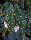 Begonia Maculata, Polka dot Begonia