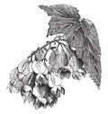 Begonia Madame de Lesseps vintage illustration