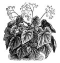 Begonia Manicata vintage illustration