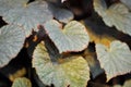 Begonia or Begonia Non Stop Mocca or Begonia maculata ,Begonia Maculata Wightii