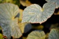 Begonia or Begonia Non Stop Mocca or Begonia maculata ,Begonia Maculata Wightii