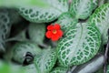 Begonia or Begonia Non Stop Mocca or Begonia maculata ,Begonia Maculata Wightii